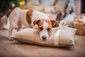 Dog christmas, new year, Jack Russell Terrier