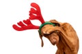 Dog Christmas Present Background. Funny vizsla wearing xmas reindeer antlers covering eyes with paw, studio portrait on white. Royalty Free Stock Photo