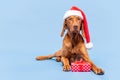 Dog Christmas Present Background. Vizsla wearing red Santa hat and beautiful wrapped xmas present studio portrait. Royalty Free Stock Photo