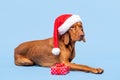 Dog Christmas Present Background. Vizsla wearing red Santa hat and beautiful wrapped xmas present studio portrait. Royalty Free Stock Photo