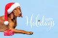 Dog Christmas Present Background. Vizsla wearing red Santa hat and beautiful wrapped xmas present studio portrait. Royalty Free Stock Photo