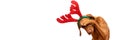 Dog Christmas Present Banner. Funny vizsla wearing xmas reindeer antlers covering eyes with paw, studio portrait on white. Royalty Free Stock Photo