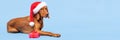 Dog Christmas Present Banner. Vizsla wearing red Santa hat and beautiful wrapped xmas present studio portrait. Royalty Free Stock Photo