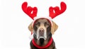 Dog christmas reindeer antlers. Funny labrador with holidays costume isolated in white background Royalty Free Stock Photo