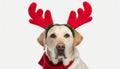 Dog christmas reindeer antlers. Funny labrador with holidays costume isolated in white background Royalty Free Stock Photo