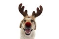 DOG CHRISTMAS REINDEER ANTLERS. FUNNY LABRADOR WITH RED NOSE AND HOLIDAYS COSTUME. ISOLATED AGAINST WHITE BACKGROUND Royalty Free Stock Photo