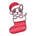 Dog in Christmas sock Royalty Free Stock Photo