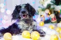 A dog at the Christmas tree. Close-up. Portrait.