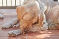 Dog cleaning his paw Royalty Free Stock Photo