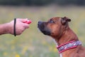 Dog with clicker