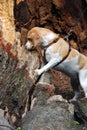 Dog climbing up the fallen oak