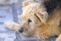 Dog clos-up relaxing in the island of Santorini Royalty Free Stock Photo