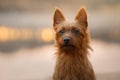 Dog Close-up portrait. Australian Terrier in nature. Pet in nature