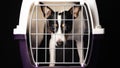 Dog in closed pet carrier. Dog behind the bars looks with sad eyes. Royalty Free Stock Photo