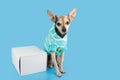 dog clothes,pet accessories delivery,small dog in sweater with box package by order,copy space