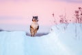 Happy dog run in winter Royalty Free Stock Photo