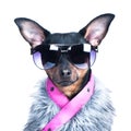 Dog in the clothes of a skier, a fur jacket and glasses. Active