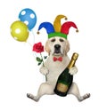 Dog clown sitting with champagne Royalty Free Stock Photo