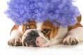 Dog clown Royalty Free Stock Photo