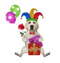 Dog clown sitting with gift boxes Royalty Free Stock Photo