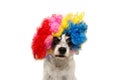 DOG CLOWN WEATING COLORFUL WIG FOR NEW YEAR OR CARNIVAL PARTY. ISOLATED ON WHITE BACKGROUND Royalty Free Stock Photo