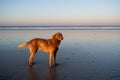 Dog at the coast of Sidi Kaouki, Morocco, Africa. Sunset time. morocco`s wonderfully surf town Royalty Free Stock Photo
