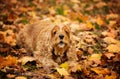 Dog Cocker Spaniel American lying in the grass in autumn Royalty Free Stock Photo