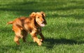 Dog running Royalty Free Stock Photo