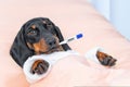 Dog with cold lies in bed, ill with thermometer in mouth Bed rest for sick child