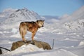 Dog in cold winter, Greenland