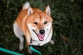 Beautiful Young Red Shiba Inu Puppy Dog Standing Outdoor Royalty Free Stock Photo