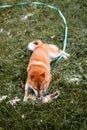 Beautiful Young Red Shiba Inu Puppy Dog Standing Outdoor Royalty Free Stock Photo