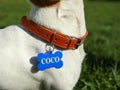 Dog in collar with metal tag on green grass outdoors, closeup Royalty Free Stock Photo