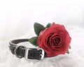 Dog collar with a red rose symbolizing love Royalty Free Stock Photo