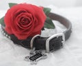 Dog collar with a red rose symbolizing love Royalty Free Stock Photo