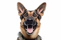 A dog with a collar that says\'german shepherd\'on it