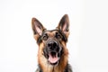 A dog with a collar that says\'german shepherd\'on it