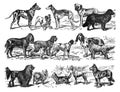 Dog collection different breeds of dog / Vintage and Antique illustration from Petit Larousse 1914