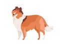 Dog of Collie breed standing on white background. Hairy doggy with shaggy coat. Friendly purebred pet. Isolated colored