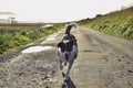 Dog Collie lurcher road puddles golden hour grasses wet dog licking lips Royalty Free Stock Photo