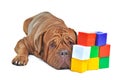 Dog with colorful cube bricks