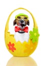Dog in colorful easter egg Royalty Free Stock Photo