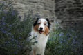 Dog in colors flowers. Cute Australian shepherd with blue eyes