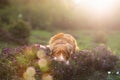 Dog in the colors of heather. Nova Scotia Duck Tolling Retriever in the forest Royalty Free Stock Photo