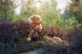 Dog in the colors of heather. Nova Scotia Duck Tolling Retriever in the forest Royalty Free Stock Photo