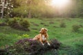 Dog in the colors of heather. Nova Scotia Duck Tolling Retriever in the forest Royalty Free Stock Photo