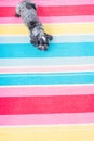 Dog on a colourful rug