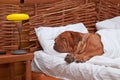 Dog Comfortably Sleeping in bed with white sheets