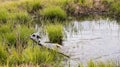 Dog coming out of the pond. Dalmatian holding a leash in his mouth.