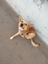dog companion pets street dnipro